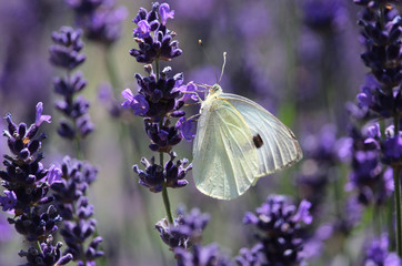 The pretty white butterfly Pieris rapae also known as Cabbage White, feeding on the nectar of a lavender flower.