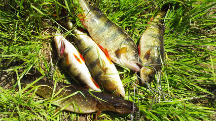 Fresh fish caught on the fishing.