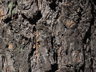 Old pine bark