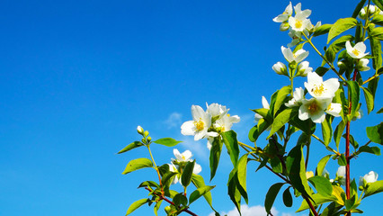 Green trees on a blue sky background.