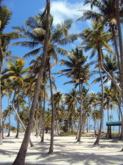 Palm trees on deserted island