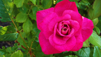 Beautiful roses in the garden.Natural background.