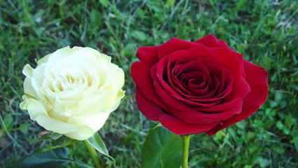 Beautiful roses in the garden.Natural background.