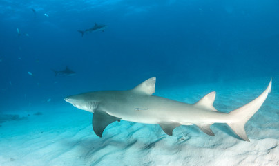 Lemon shark