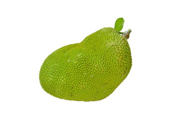 jack fruit tropical fruit on white background