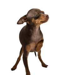 brown with tansy toy terrier carved on white background