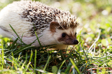  African white- bellied hedgehog