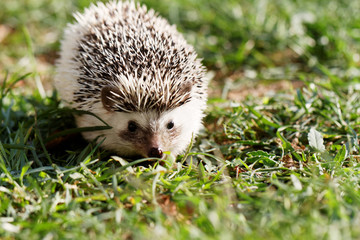  African white- bellied hedgehog