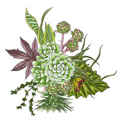Green colorful succulent Echeveria design bouquet. Imitation watercolor natural cactus bouquets in modern trendy style. All elements are hand drawn from real plant and absolutely unique. Vector.
