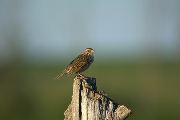 Savannah Sparrow perched