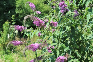Schmetterlingsbaum im Sommer