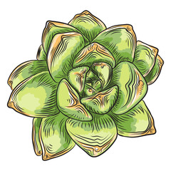 Hand drawn wild tropical house Succulent plant. Scandinavian mood element for card design. Air plant for terrarium. Vector.