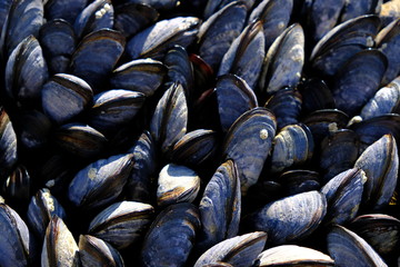 black mussels