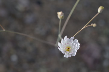 White Flower