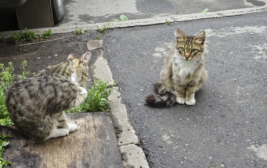 Two street cats are walking in the courtyard of the house