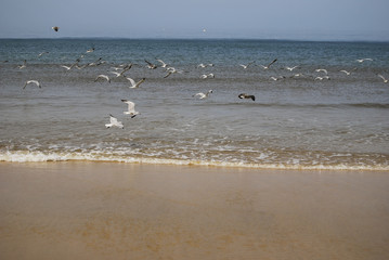 Fototapeta na wymiar Beach and seagull
