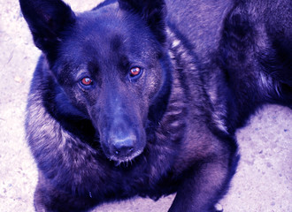 Dog breed German shepherd. Big black dog. Guard dog.
