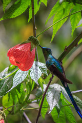 Humming bird in the rainforest of colombia