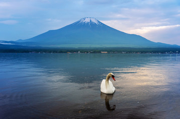 Swan swimming in Yamanaka lake, Japan