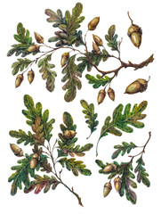 Watercolor handsketched collection of oak tree branches, twigs, leaves and acorns isolated on white. Vintage style botanical illustration. DIY rustic set, floral wedding decoration.
