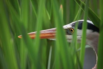 great blue heron stalking its prey in reeds