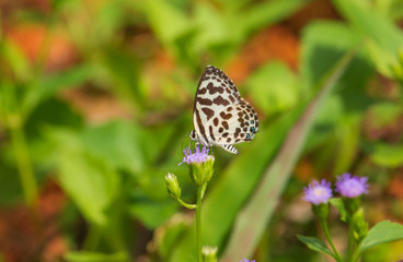 Fototapeta na wymiar Beautiful butterfly catch on flower