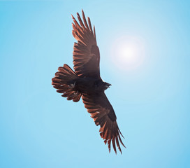 Fototapeta na wymiar raven flying against the sun and blue sky