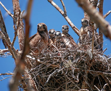 mother red tailed hawk in the nest with four babies