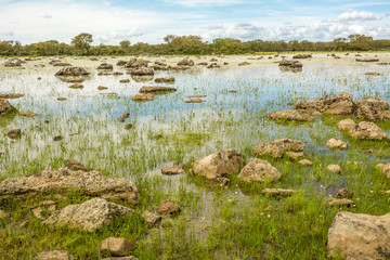 Giara di Gesturi plateau, Gesturi, Sardinia, Italy. La Giara di Gesturi is a high basalt plateau famous for its wild horses and uncontaminated natural beauty