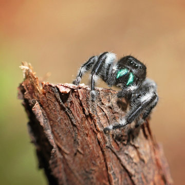 Bold Jumper Spider On A Stick