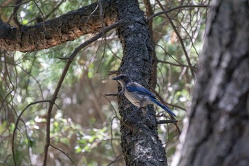 Western Jay