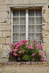 French window sill full of pink roses