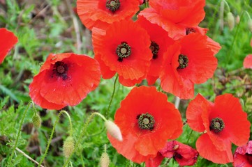 Klatschmohn