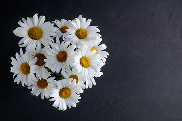 A bouquet of chamomiles on a dark background as a symbol of awareness of the fight against tuberculosis. Top view, copy space for text