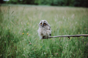Owl sitting on a branch on green grass background