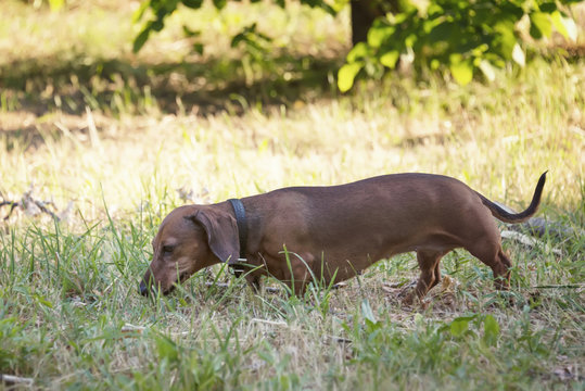 a hunting dog walks along the grass dachshund, Basset
