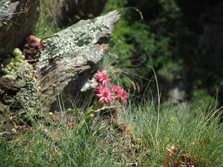 Mountain flowers in springtime, Sempervivum arachnoideum, common houseleek, Alps, Europe