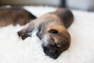 Close-up portrait of newborn Shiba Inu puppy sleeping on the blanket