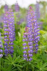 Close-up of Violet Lupinus, commonly known as lupin or lupine is in the meadow. Flower field background