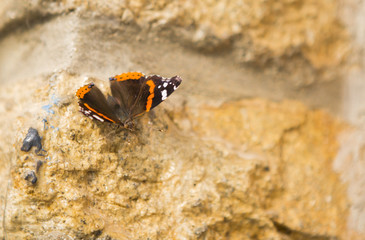 Papillon posé sur un mur