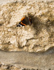 Papillon posé sur un mur