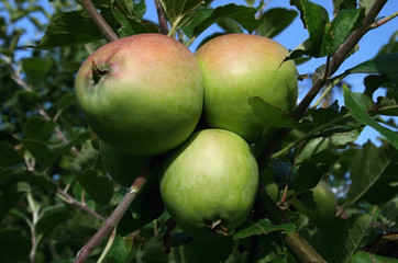 Background with the ripening apples in the tree crown.