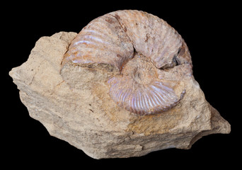 Ammonite in stone on black background