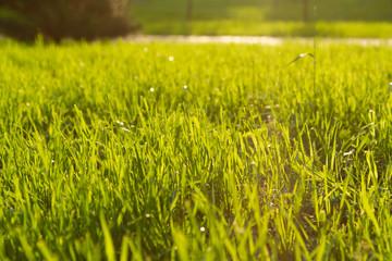 Green grass in the rays of the setting sun close-up. With a pedestrian path in the background. View from ground level.