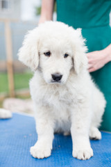 Portrait of a cute maremmano sheepdog puppy sitting on the table outside in summer. Cute white maremma puppy