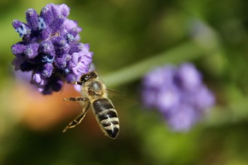 fliegende Biene vor Lavendel