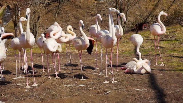 flock of beautiful adult flamingos