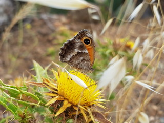 Farfalla
