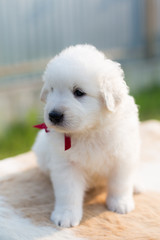 Profile Portrait of a lovely maremmano sheepdog puppy with tonque out sitting on the table outside in summer.