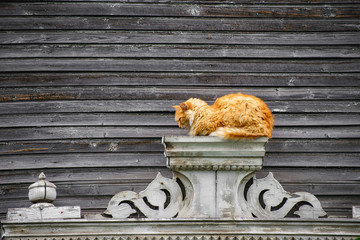 Red cat on the background of a wooden old house